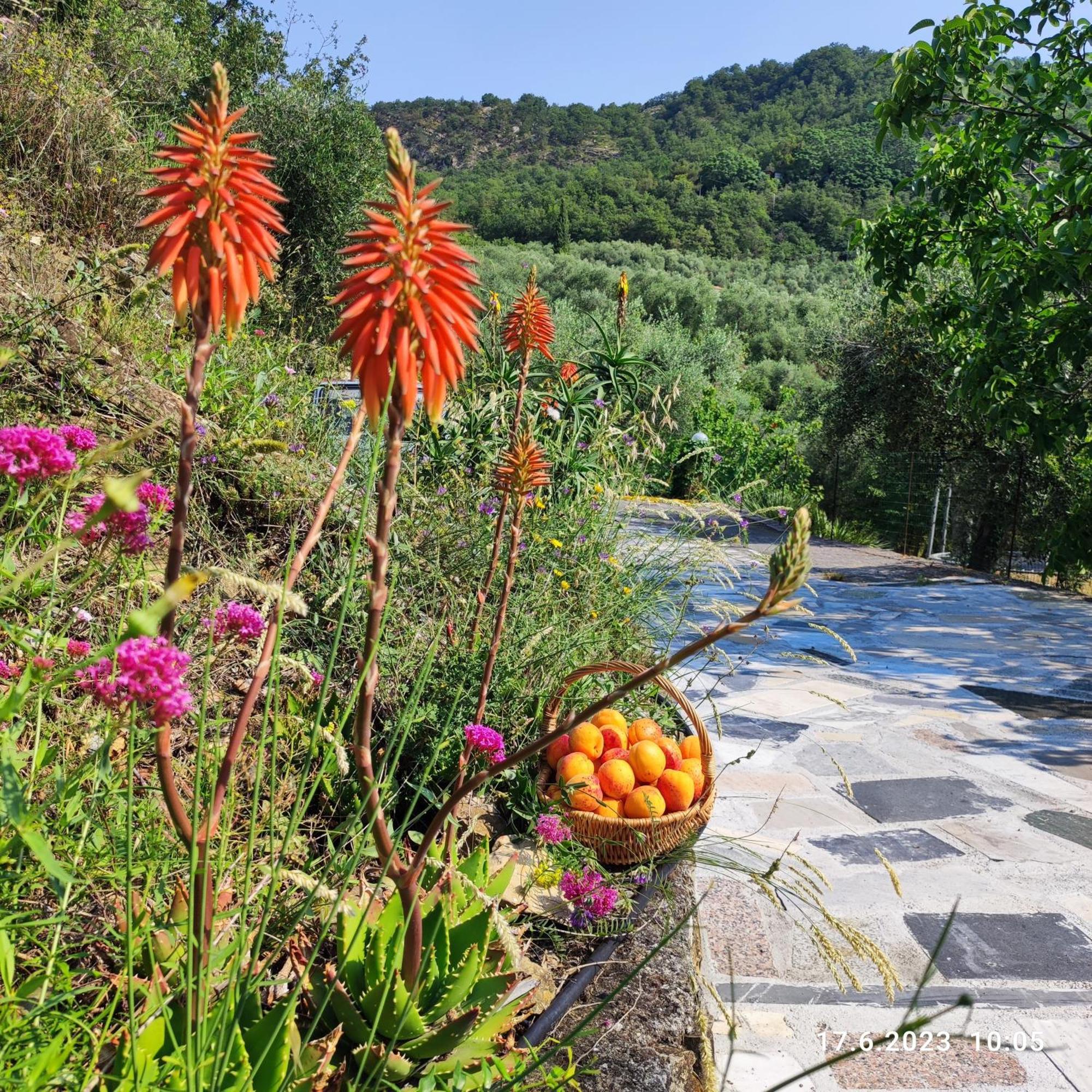 Villa Berio Due - Tuija Villa Viani ภายนอก รูปภาพ